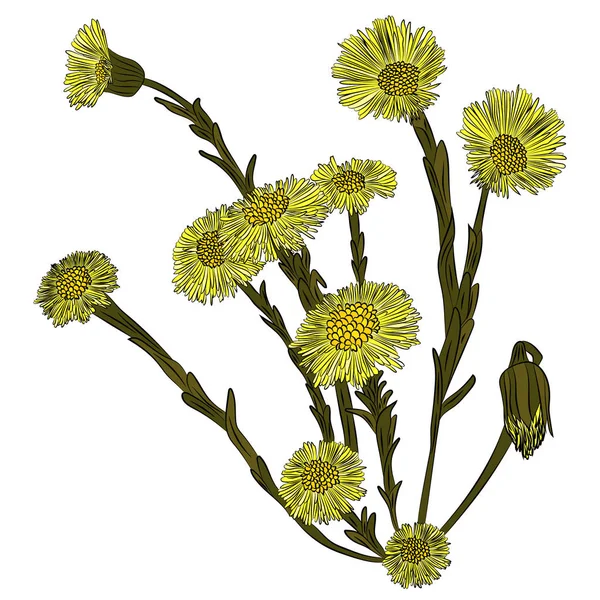 Bahar çiçek, anne ve üvey annesi. Vektör çizim, el ile çizilmiş