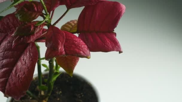 Blume mit roten und grünen Blättern. Große Blütenblätter auf weißem Hintergrund. Puansetiya. — Stockvideo