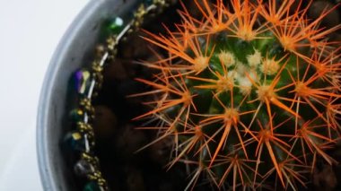 Saksıda kaktüs. Bitkinin üzerinde portakal iğneleri. Toprakta boncuklar..