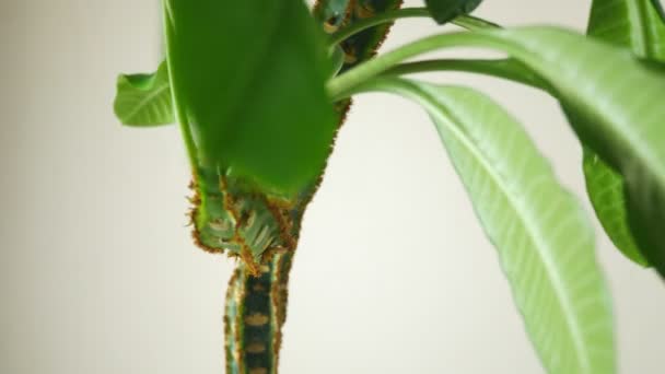 Euphorbia trengilly.Der Stamm und die Blätter der Pflanzen. Dekor für zu Hause. — Stockvideo