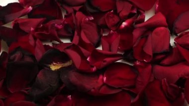 Kırmızı gül yaprakları. Romantik bir randevu için dekorasyon..
