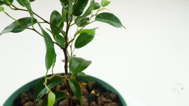 Ficus.Green houseplant.A fleur dans un pot.Rotation sur fond blanc . — Video