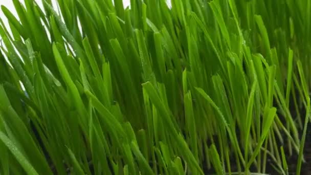 Grönt gräs.Unga greener roteras i en pot.Gräs för katter.Närbild. — Stockvideo