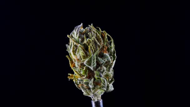 Marijuana grumo primo piano su uno sfondo nero. Di cannabis medica essiccata . — Video Stock