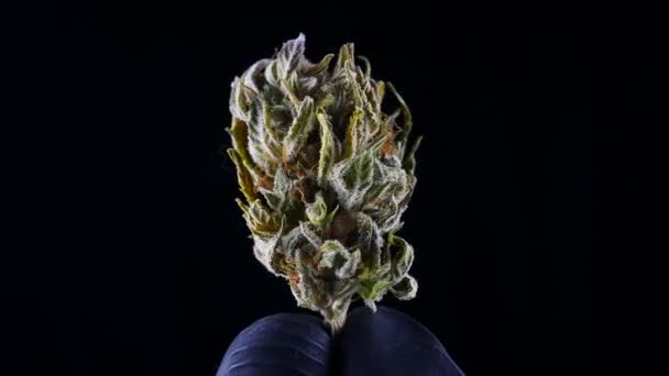 Hand in zwarte handschoenen verandert een brok marihuana in zijn handen.Gedroogde hennep closeup. — Stockvideo