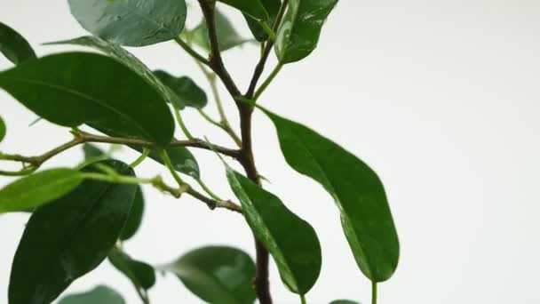 Ficus Benjamin, gira sobre fondo blanco.Las hojas y ramas se cierran . — Vídeos de Stock