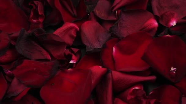 Piros rózsák szirmai közelről.Lassan forog.Romantikus szerelem motívum. — Stock videók