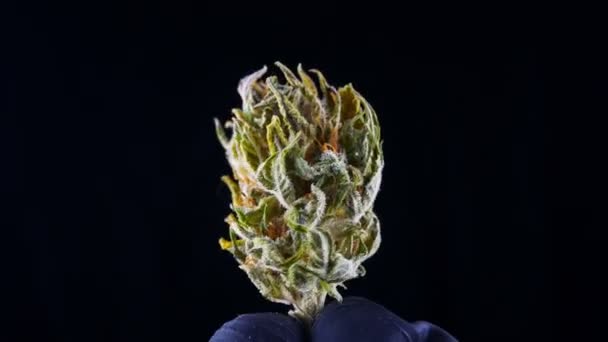 Medyczna marihuana zbliżenie na czarnym tle.Trzyma stożek konopi. — Wideo stockowe
