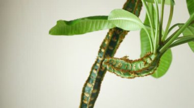 Oda zehirli Euphorbia.Bej arka planda döner. Yeşil sandık.