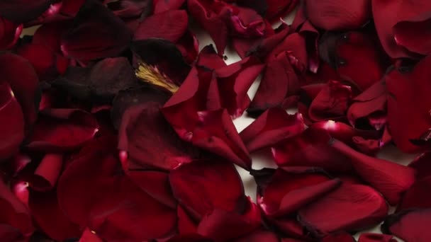 Rozenblaadjes.Rode bloemen zijn verspreid en draaien.Scarlet, heldere achtergrond. — Stockvideo