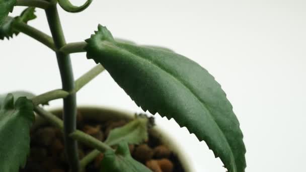 Kalanchoe pinnate.Houseplant in una pentola.Ruota, primo piano, su sfondo bianco . — Video Stock