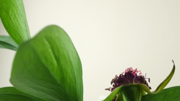 Grüner Zweig in der Nähe. Ikebana.Dekoration für den Haus.Eine getrocknete Blume. — Stockvideo