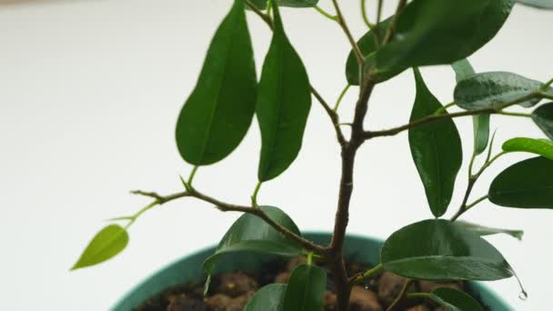 Ficus Benjamin.Room árbol de primer plano.Decoración para el hogar . — Vídeos de Stock