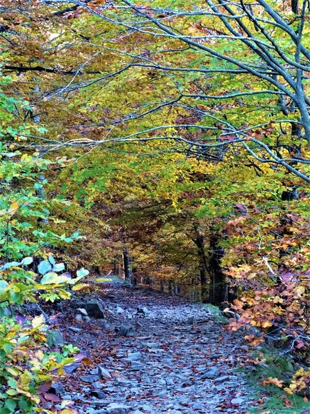 Chemin Dans Forêt Style Automne — Photo