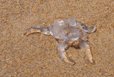 kumda yatan denizanası