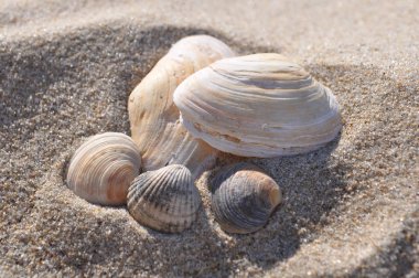 deniz kum üzerinde yalan