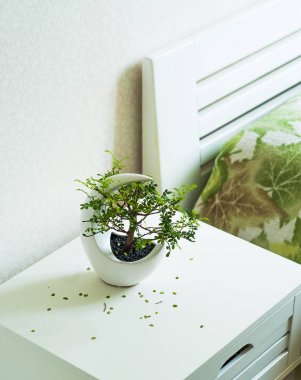 Bonsai yeşil, başucundaki yatağın yanında duruyor. Bir bitki ile pota. Bonsai