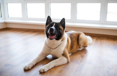 Amerikan akita köpek poz şaşırtıcı. Eski akita kocaoğlan.