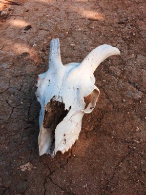 Kuru, toz toprak yalan beyaz keçi kafatası