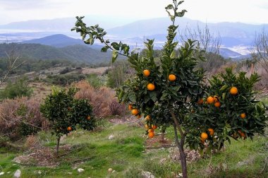 Türkiye'nin dağlarda vahşi portakal