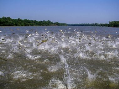 Uçan Asya sazan ağır sudan atlamak