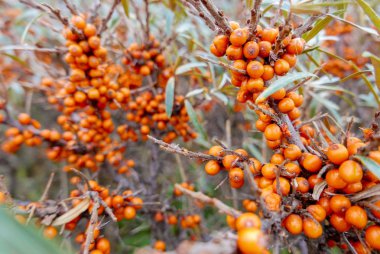 C vitamini ton içeren portakal superberry deniz topalak Hasat beri meyveleri kolayca zarar ve dalları vardır keskin dikenler hantal olduğu için çok pahalı.