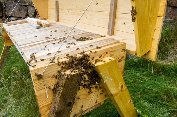 Κυψέλη μελισσών ετοιμάζεται να συρρέουν στην κορυφή μπαρ. — Φωτογραφία Αρχείου