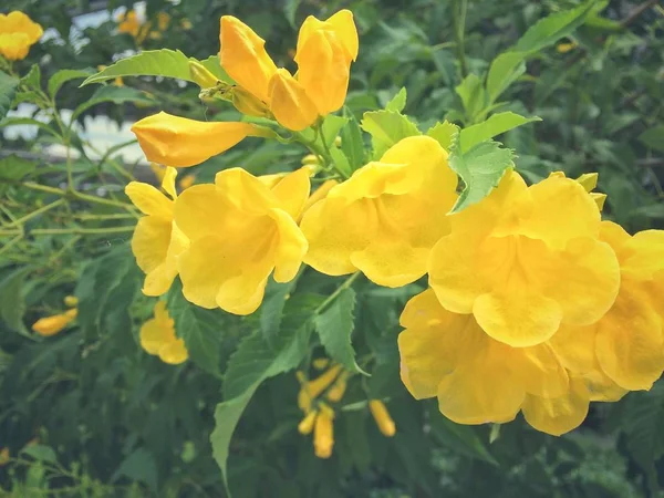 Bee Yellow Trumpet Flower Přírodu — Stock fotografie