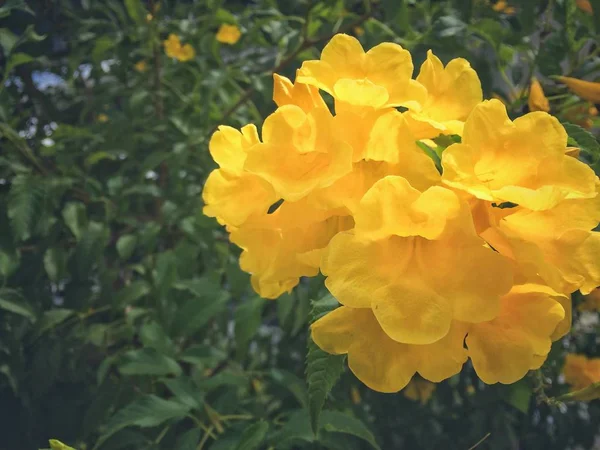 Květina Žlutá Trumpeta Přírodu — Stock fotografie