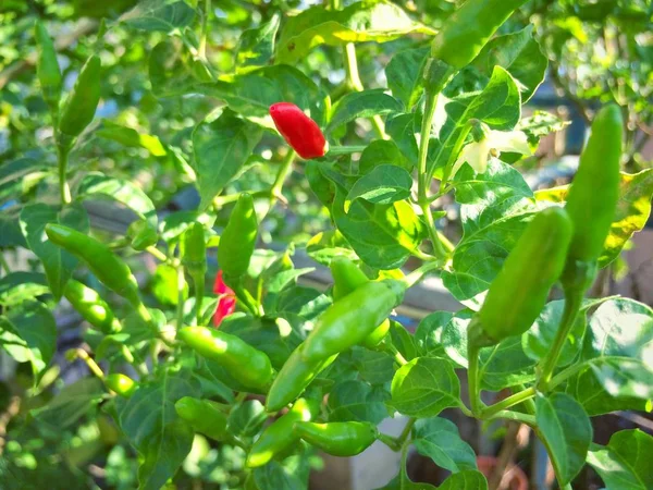 Chili Rouge Vert Sur Arbre — Photo