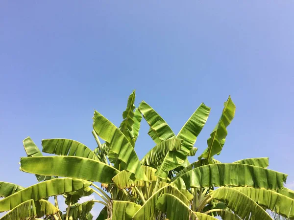 Yeşil yaprakları arka plan mavi gökyüzü