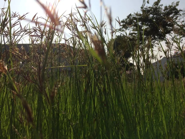 Çimen çiçek yansıtacak üzerinde güneş