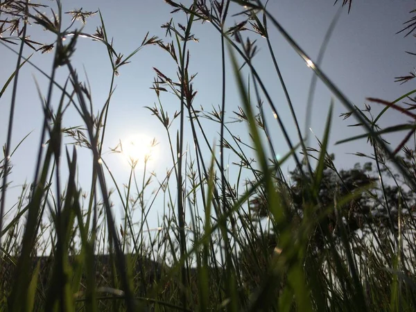 Травяной Цветок Отражает Солнце — стоковое фото