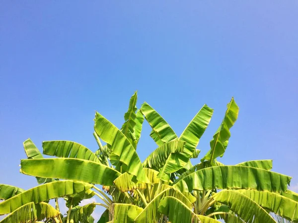 Green Leaves Background Blue Sky — Stock Photo, Image