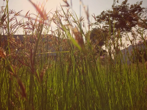 Çimen çiçek yansıtacak üzerinde güneş