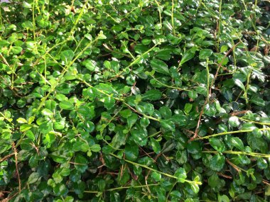 yeşil çim görüntü arka planı