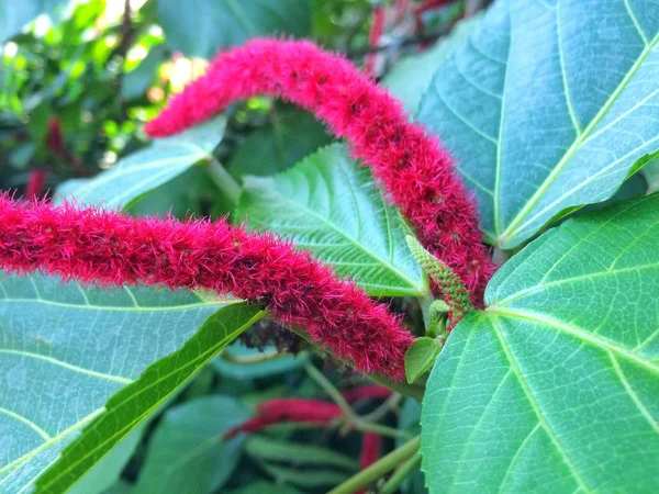 Yaprak arka plan kırmızı çiçek