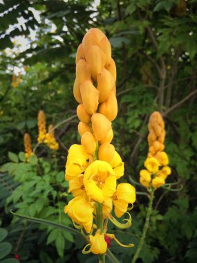 Yaprak arka plan sarı çiçek