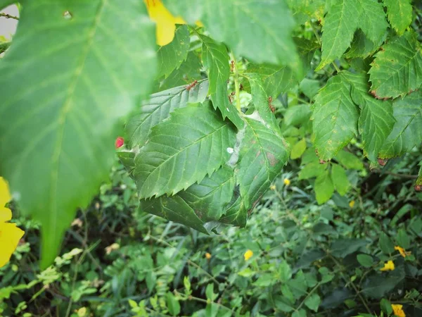Karıncalar yuva içinde yeşil yaprakları.