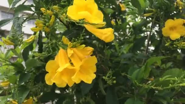 Flor Trompeta Amarilla Naturaleza — Vídeo de stock