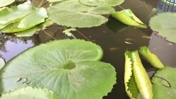 莲花池中的鱼游 — 图库视频影像