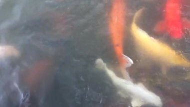 Balık cyprinus gölet su niteliğine