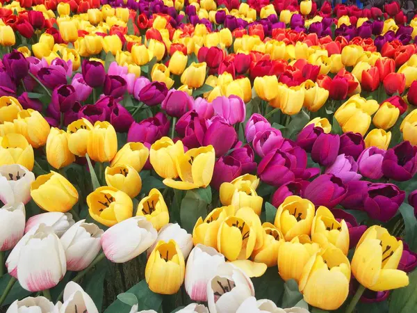 Birçok sahte çiçek Lale plastik renkli