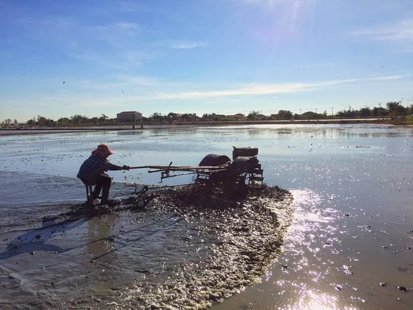 pirinç büyümek için alanı hazırlamak için çiftçilik.