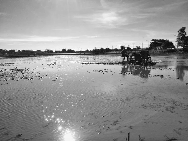 pirinç büyümek için alanı hazırlamak için çiftçilik.