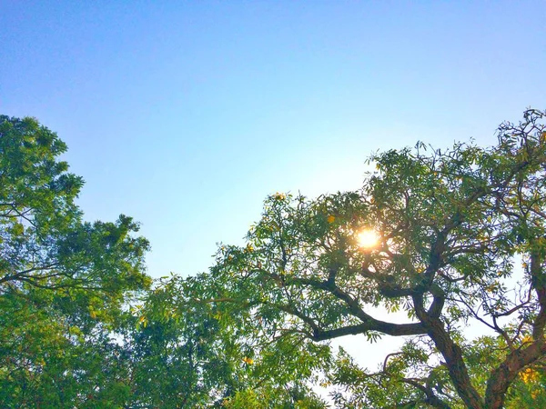 Fond Bleu Ciel Arbre Aux Feuilles Vertes Réfléchissent Lumière Soleil — Photo