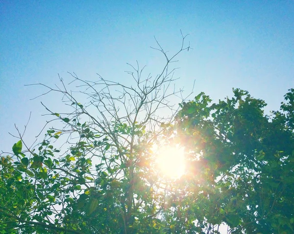 青空背景と緑の葉のある木が太陽光を反射します — ストック写真