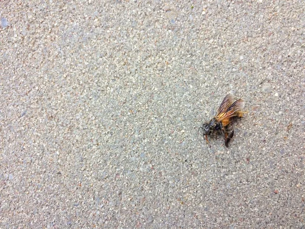床の上の死んだ蜂 — ストック写真