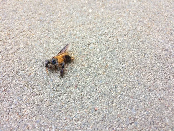 床の上の死んだ蜂 — ストック写真