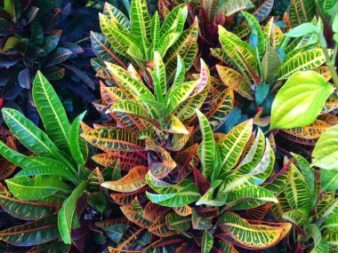 Renkli Croton (Codiaeum variegatum) bitkiler içinde tropikal Bahçe bırakır
